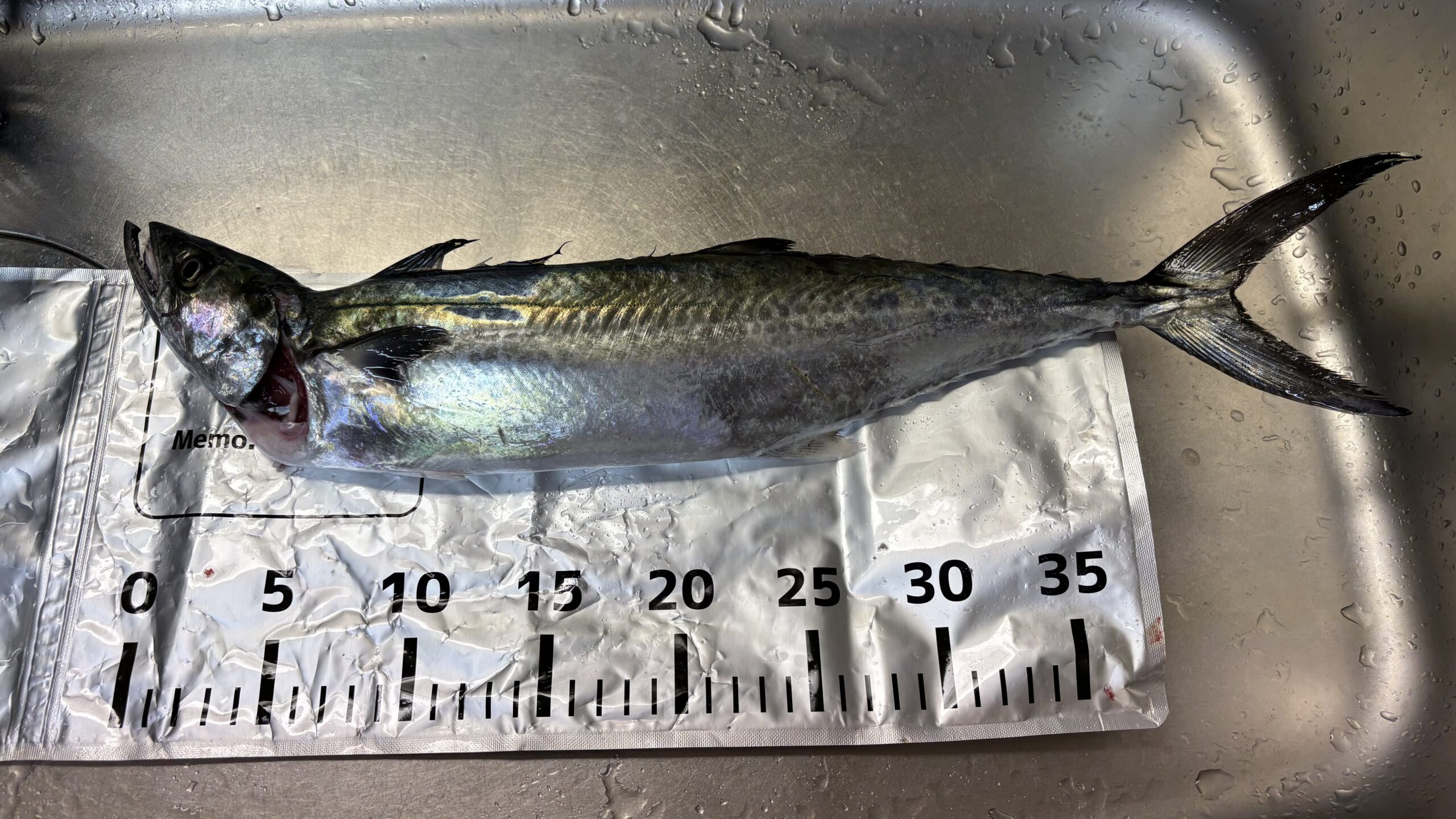 大阪湾の電車釣行で釣れたサゴシ