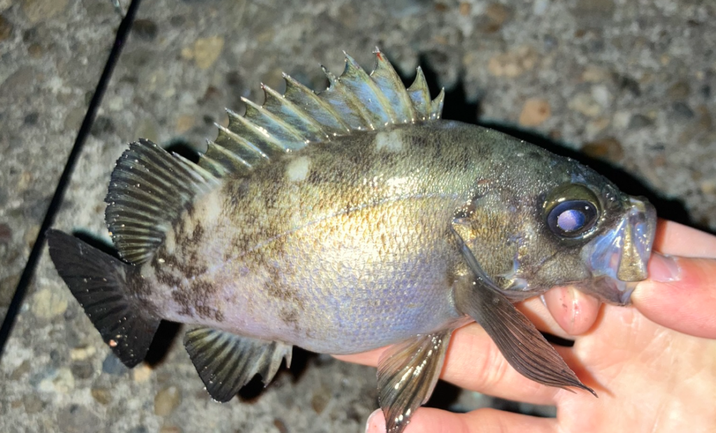 メバリングで釣れたメバル