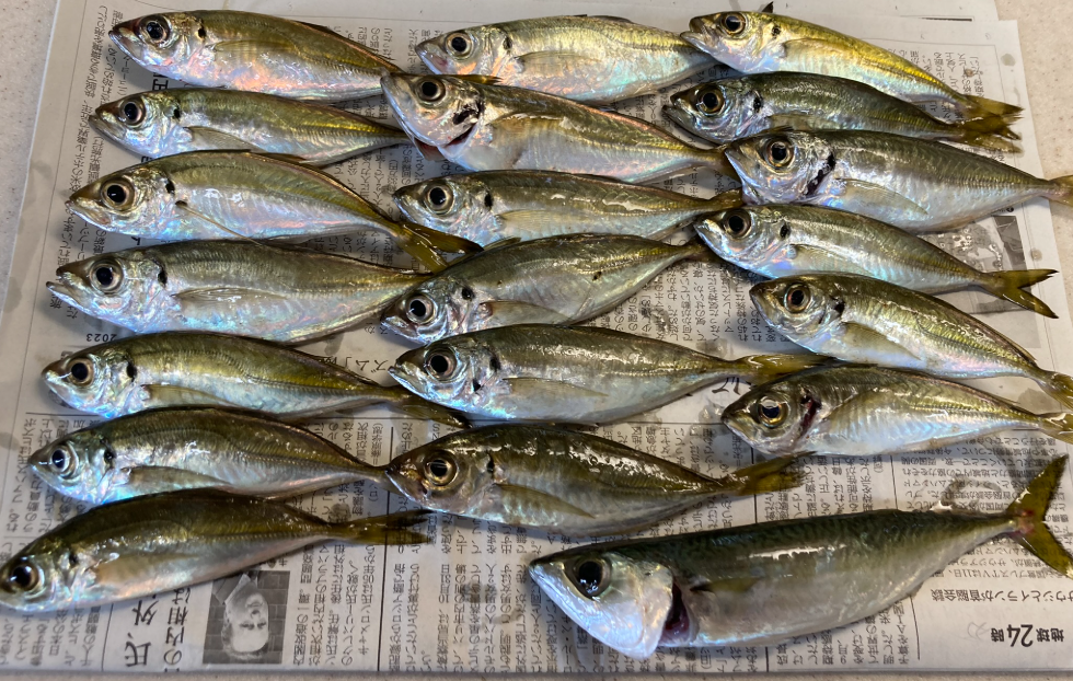 大阪湾の電車釣行で釣れたアジ