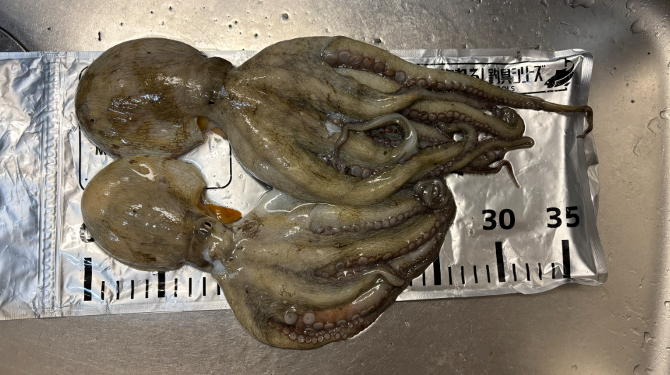 大阪湾の電車釣行で釣れたタコ