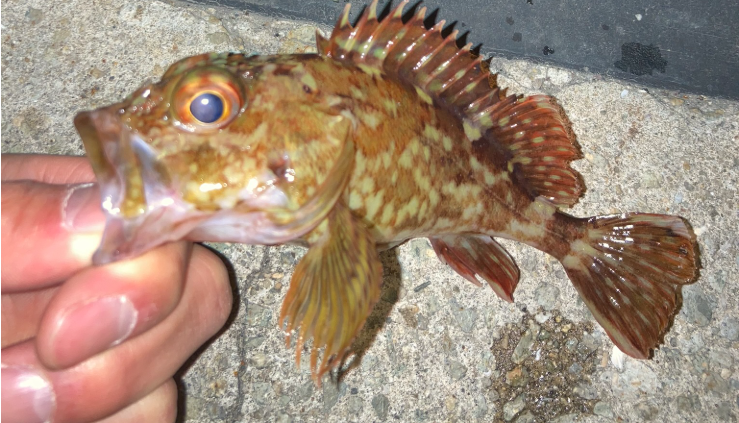 大阪湾の電車釣行で釣れたガシラ